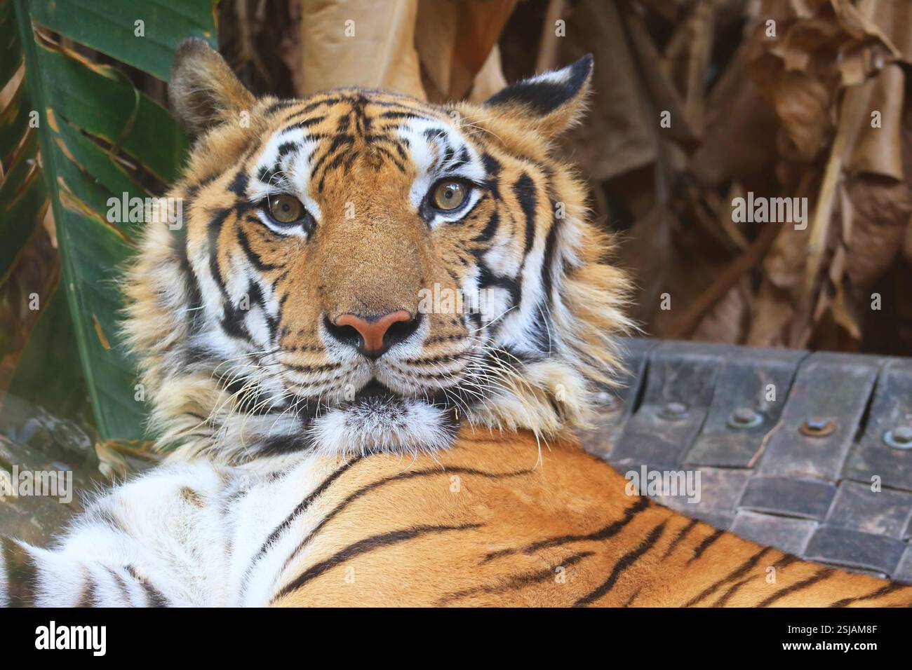 Gros plan sur le visage d'un beau tigre du Bengale Banque D'Images