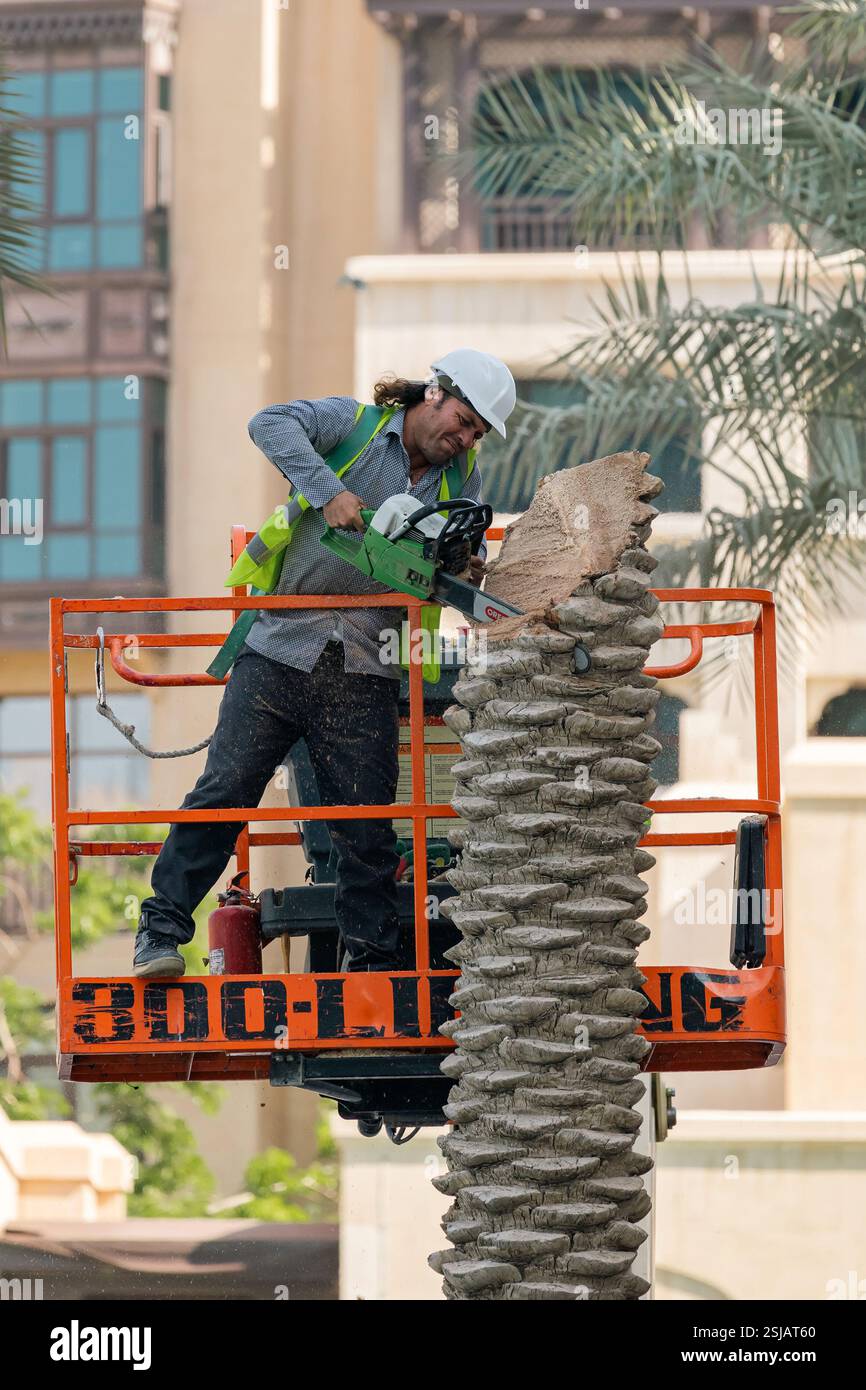 Un travailleur en gilet vert réfléchissant et casque blanc coupe un tronc de palmier avec une tronçonneuse. Dubaï, Émirats arabes Unis - 1 nov 2023 Banque D'Images