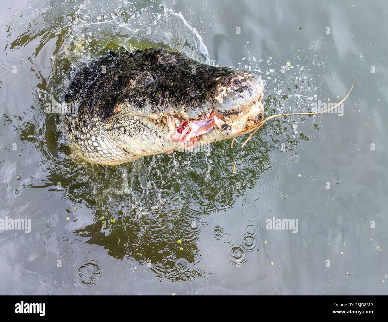 Un crocodile Speedy sort la tête de l'eau avec de la chair dans ses mâchoires Banque D'Images