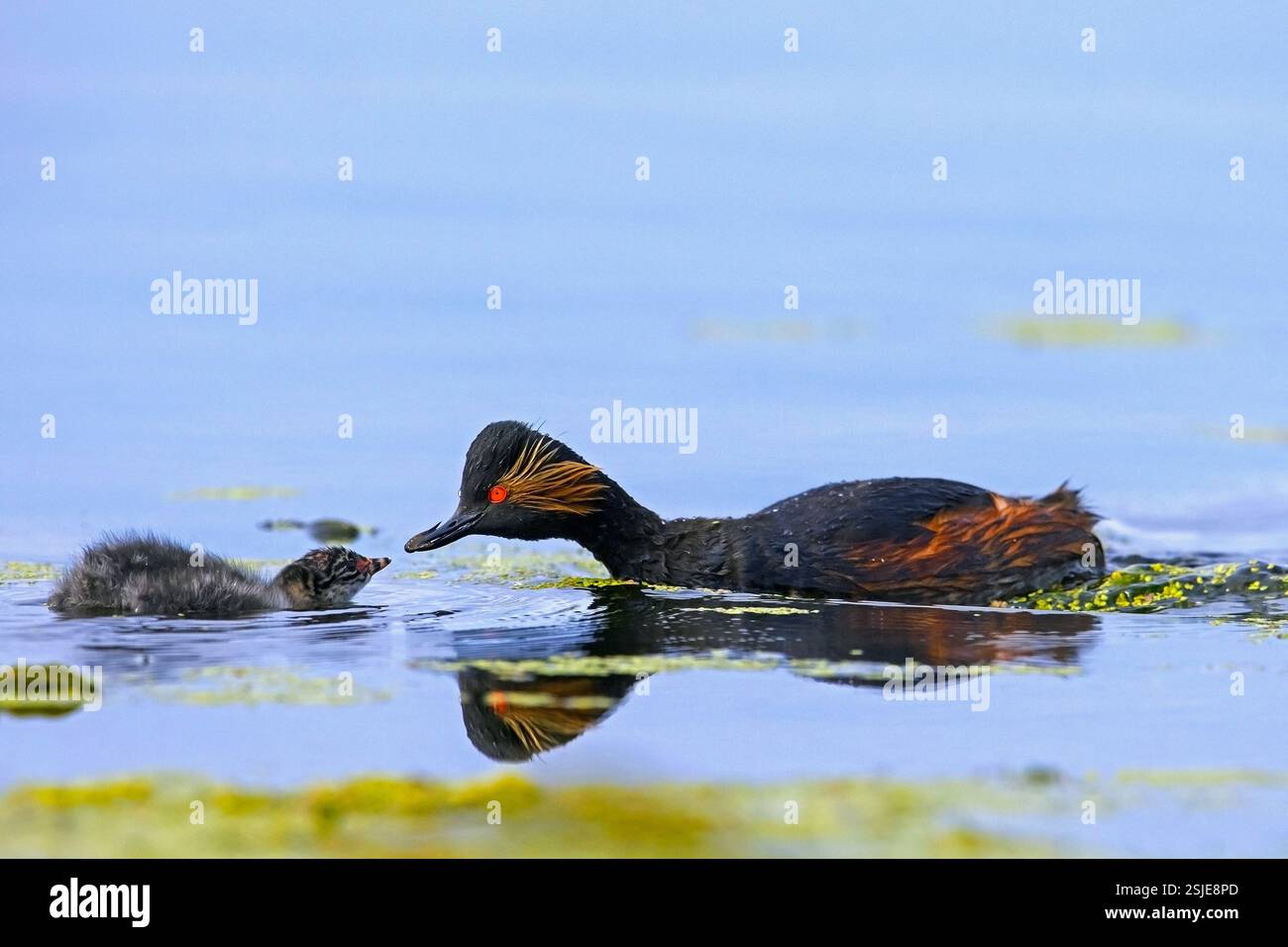 Grebe à cou noir / grebe à oreilles (Podiceps nigricollis) adulte en plumage de reproduction nageant et nourrissant les jeunes / poussin dans l'étang au printemps Banque D'Images