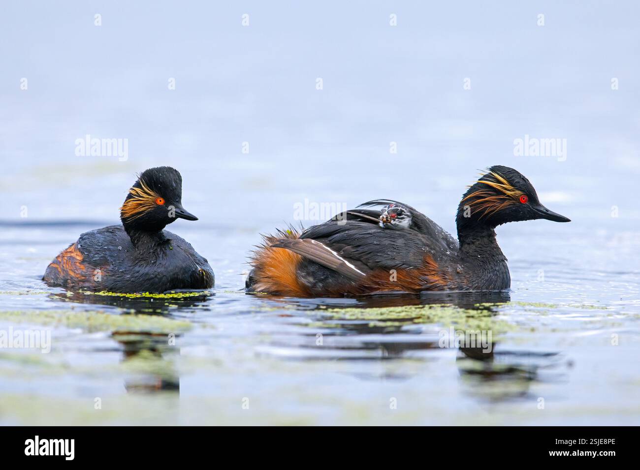 Grebe à cou noir / grebes à oreilles (Podiceps nigricollis) dans le plumage d'élevage nageant et parent portant des jeunes / poussin sur son dos dans l'étang au printemps Banque D'Images