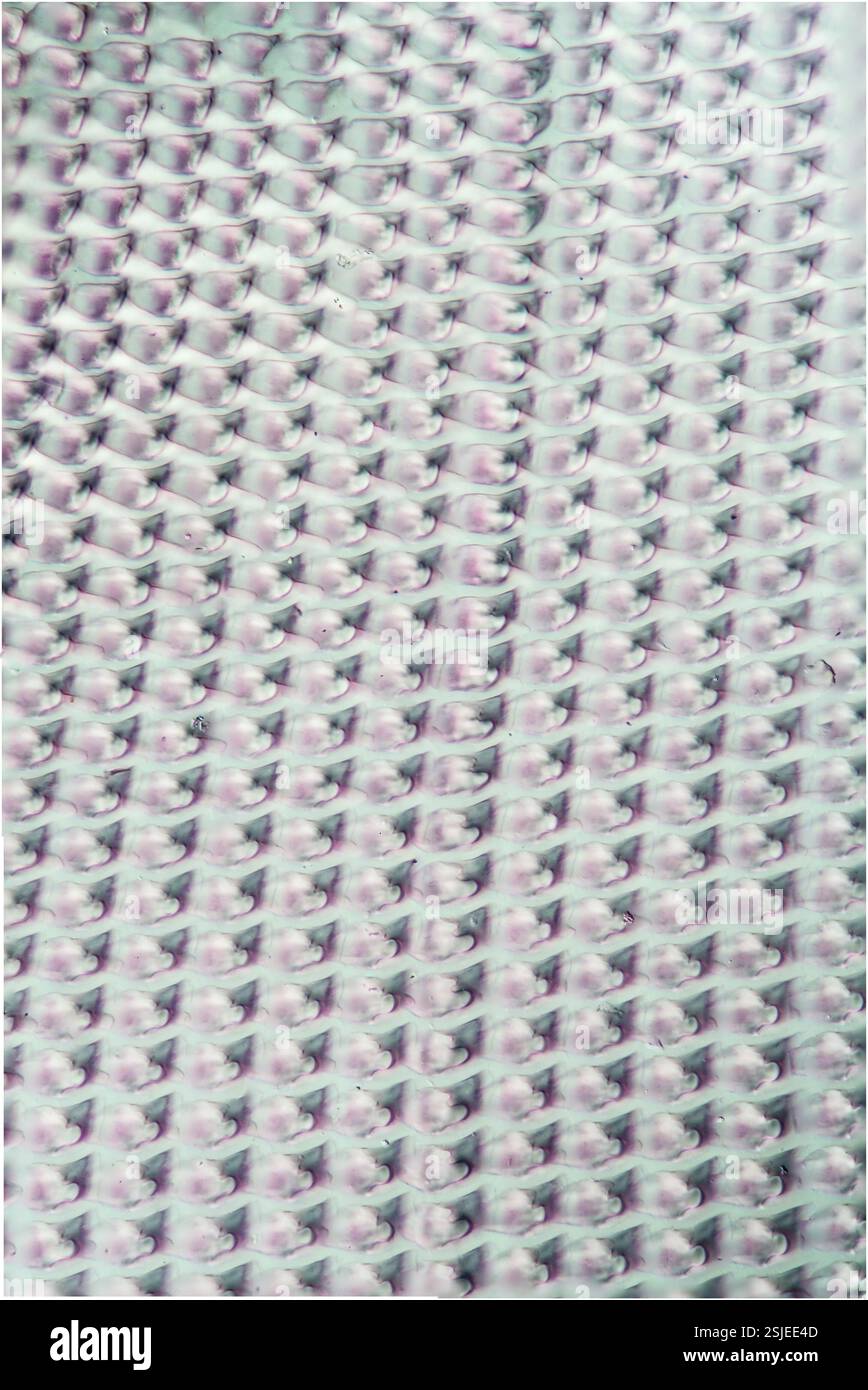 Langue râpée de l'escargot de vigne au microscope Banque D'Images