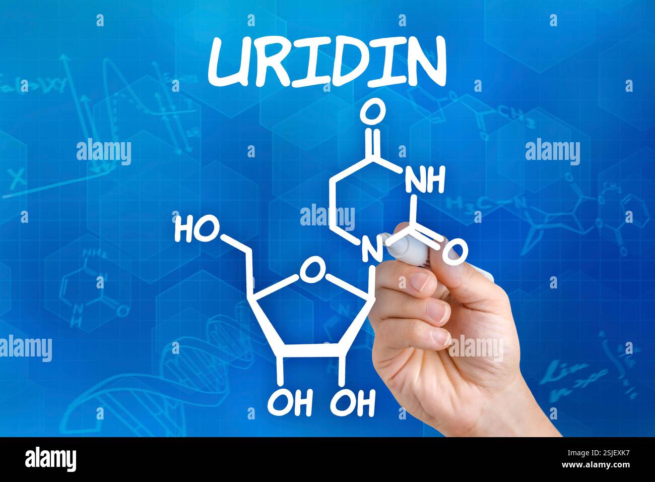 La main avec le crayon dessine la formule structurelle chimique de l'uridine Banque D'Images