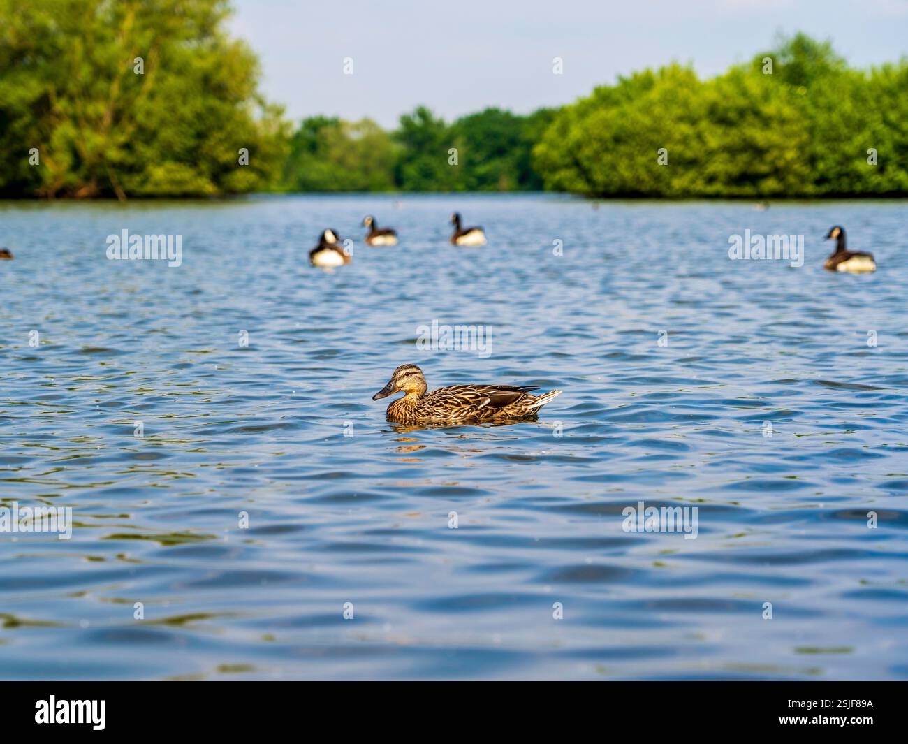 Scène de lac tranquille avec un canard femelle et des oies dans un environnement naturel Banque D'Images