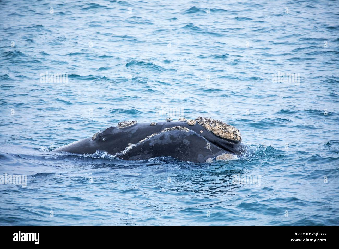Afrique du Sud, Afrique, Province du Cap occidental, baleine franche australe (Eubalaena australis), Océan Atlantique, Overstrand Banque D'Images