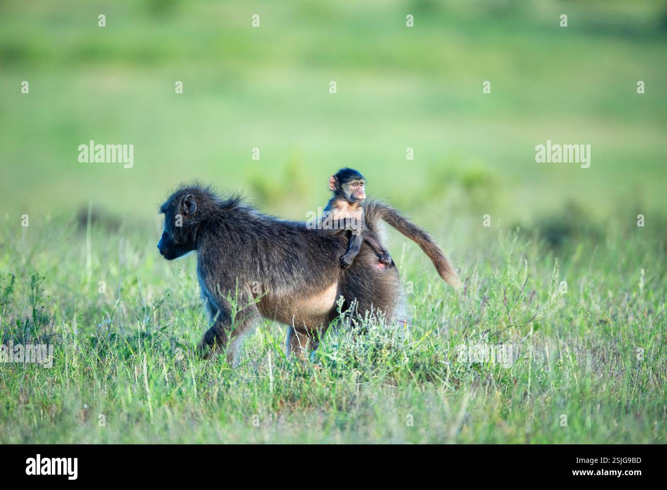 Afrique du Sud, Afrique, Province du Cap oriental, Parc national des éléphants Addo, babouins Chacma (Papio ursinus) Banque D'Images