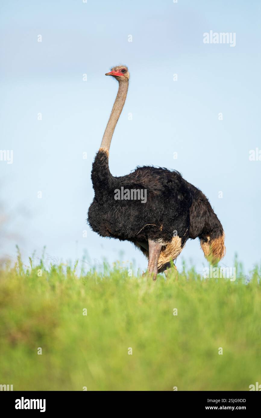 Afrique du Sud, Afrique, Province du Cap oriental, Addo Elephant National Park, autruche (Struthio camelus) Banque D'Images
