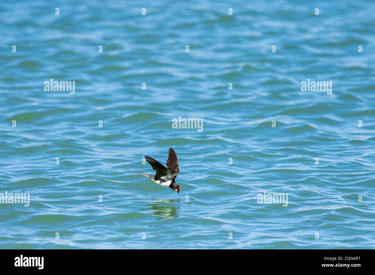 Afrique du Sud, Afrique, Eastern Cape Province, Sundays River Mouth, Bird, hirondelle de grange (Hirundo rustica) Banque D'Images