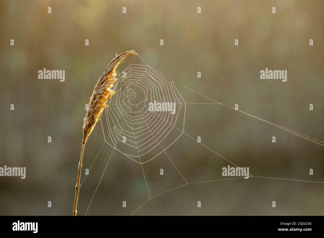 Afrique, Garden route, Afrique du Sud, plante, toile d'araignée, province du Cap occidental Banque D'Images