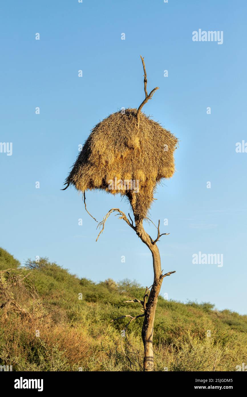 Sociable Weaver Nest, Kgalagadi Transfrontier Park, Afrique du Sud Banque D'Images