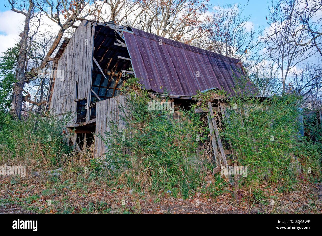 Gros plan d'une grange délabrée négligée et oubliée en bois avec un toit en métal rouillé sur des terres agricoles abandonnées inutilisées couvertes de mauvaises herbes et de surcroît Banque D'Images Gros plan d'une grange délabrée négligée et oubliée en bois avec un toit en métal rouillé sur des terres agricoles abandonnées inutilisées couvertes de mauvaises herbes et de surcroît Banque D'Images