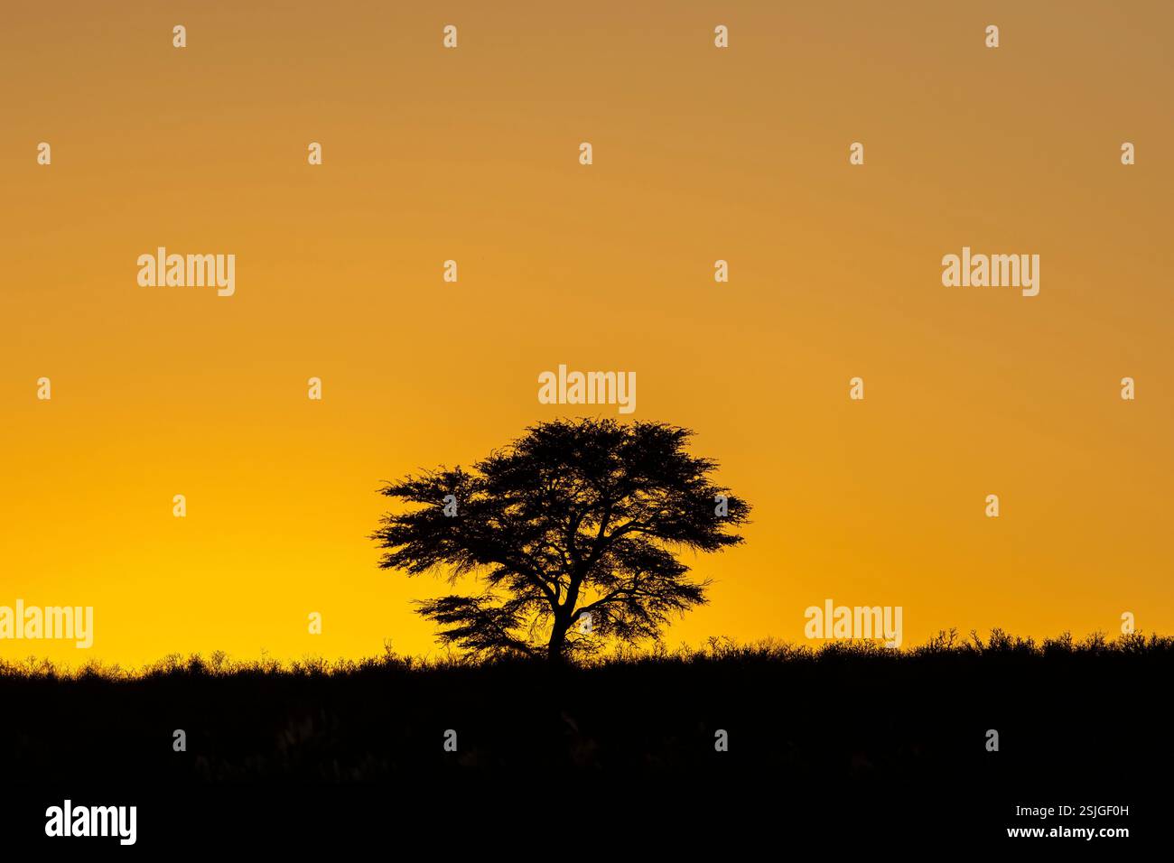Sunrise, Kgalagadi Transfrontier Park, Afrique du Sud Banque D'Images