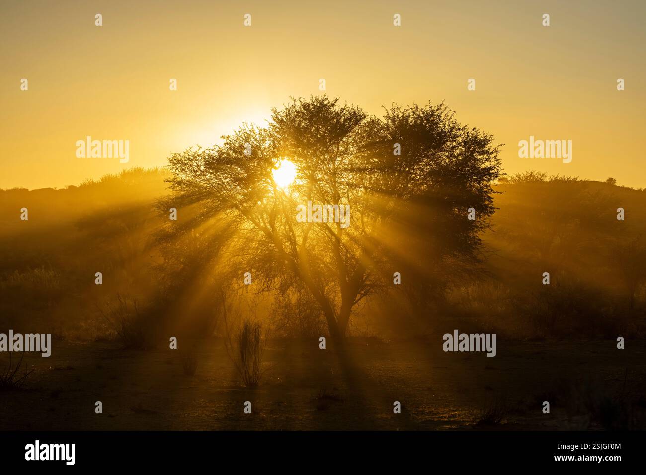 Sunrise, Kgalagadi Transfrontier Park, Afrique du Sud Banque D'Images