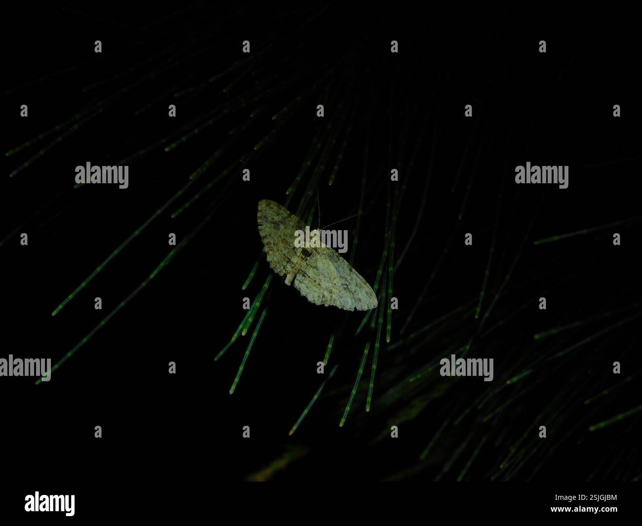 Twig Looper (Ectropis excursaria), Insecta, Hobart TAS, Australie Banque D'Images