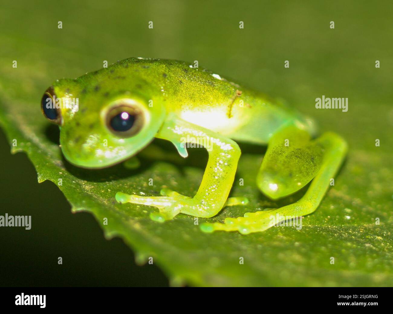 Grenouille en verre émeraude (Espadarana prosoblepon), amphibie, Sarapiquí, CR-HE, CR Banque D'Images