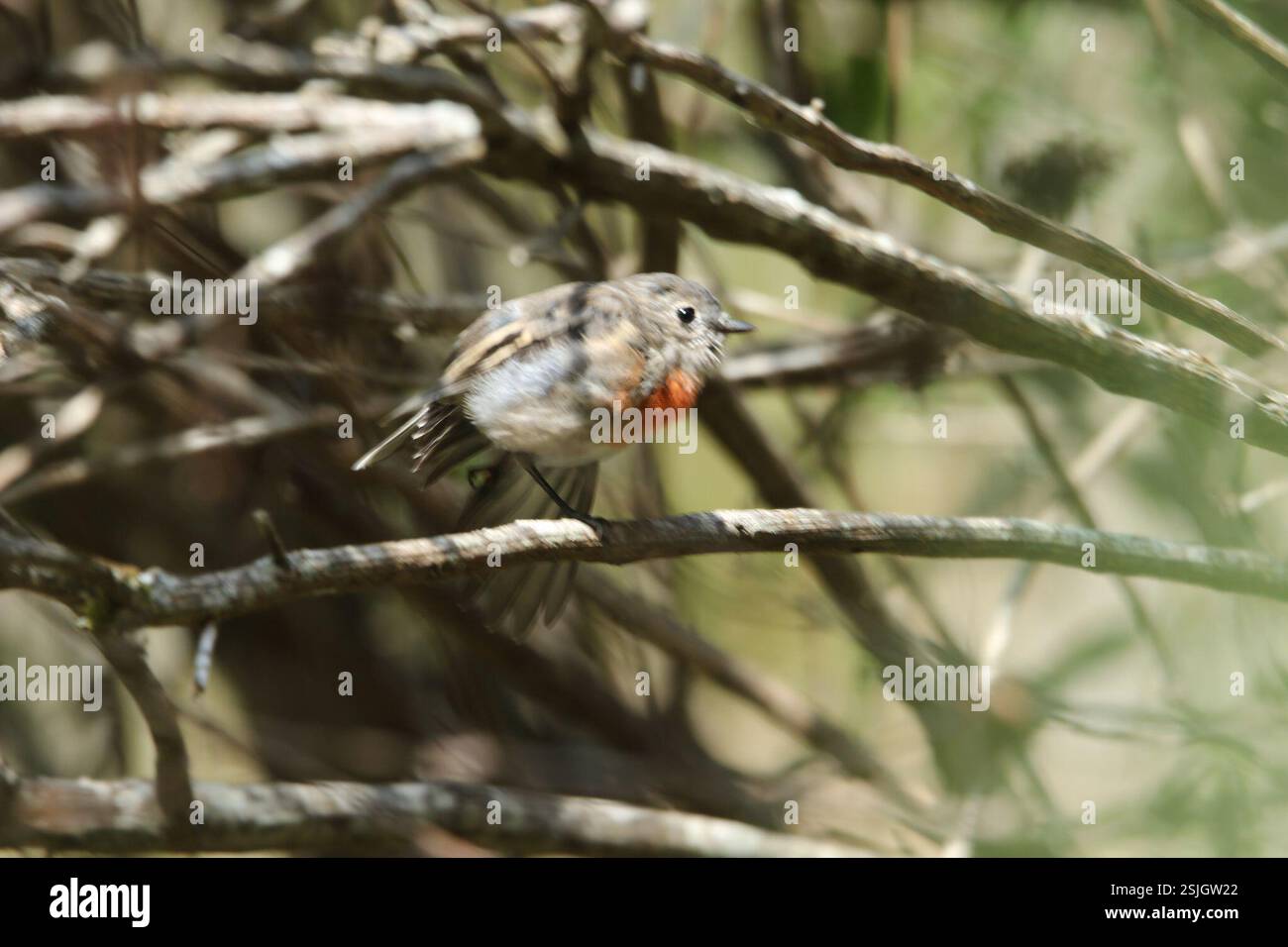 Rouge-gorge écarlate de Tasmanie (Petroica boodang leggii), Aves, Tasmanie, Wilmot, Tasmanie, au, Scarlet Robin Banque D'Images