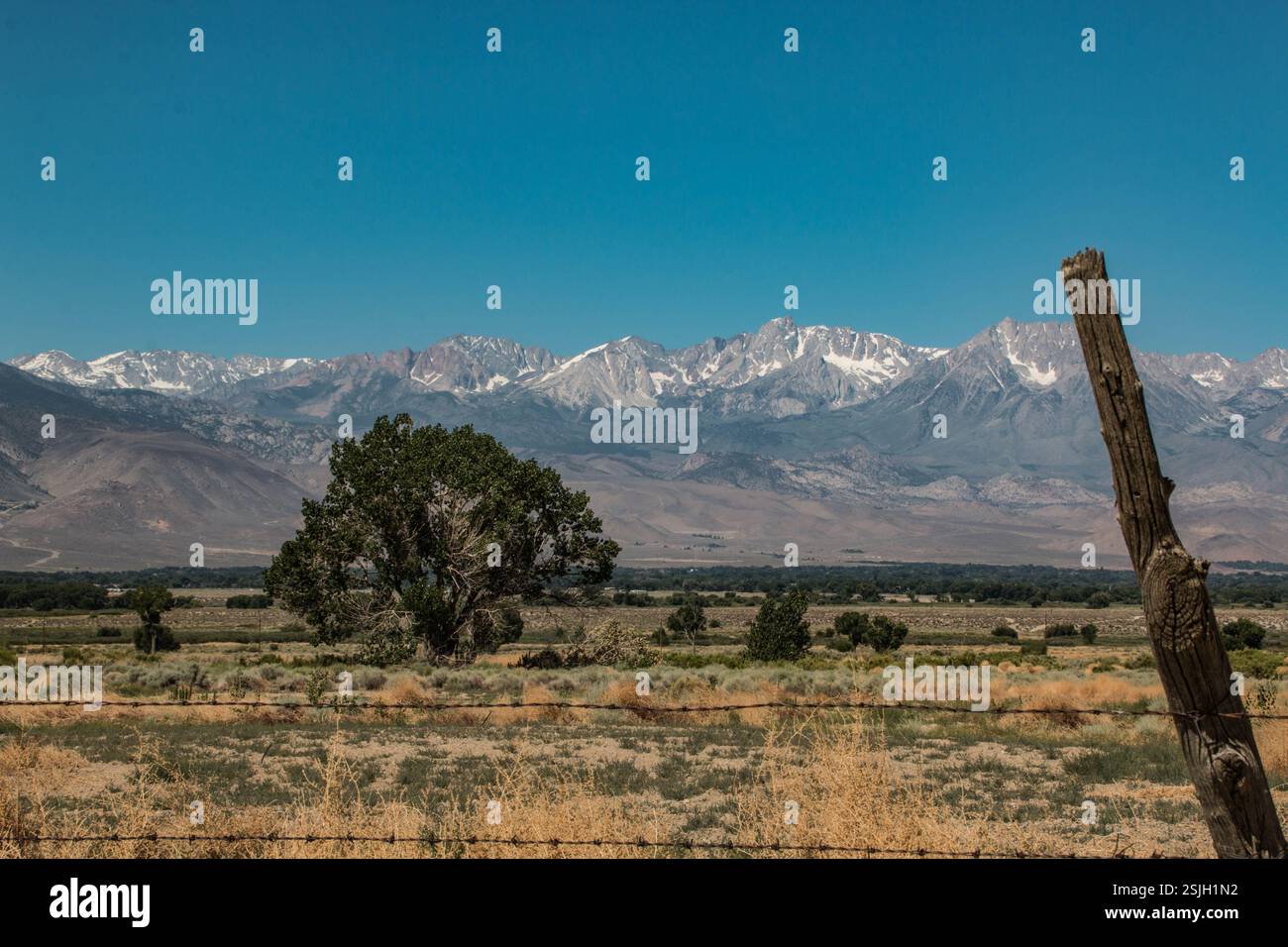 Un grand arbre pousse dans un champ de la vallée de l'Owens avec une belle vue sur la Sierra Nevada par temps clair. Fil de fer barbelé au premier plan. Banque D'Images