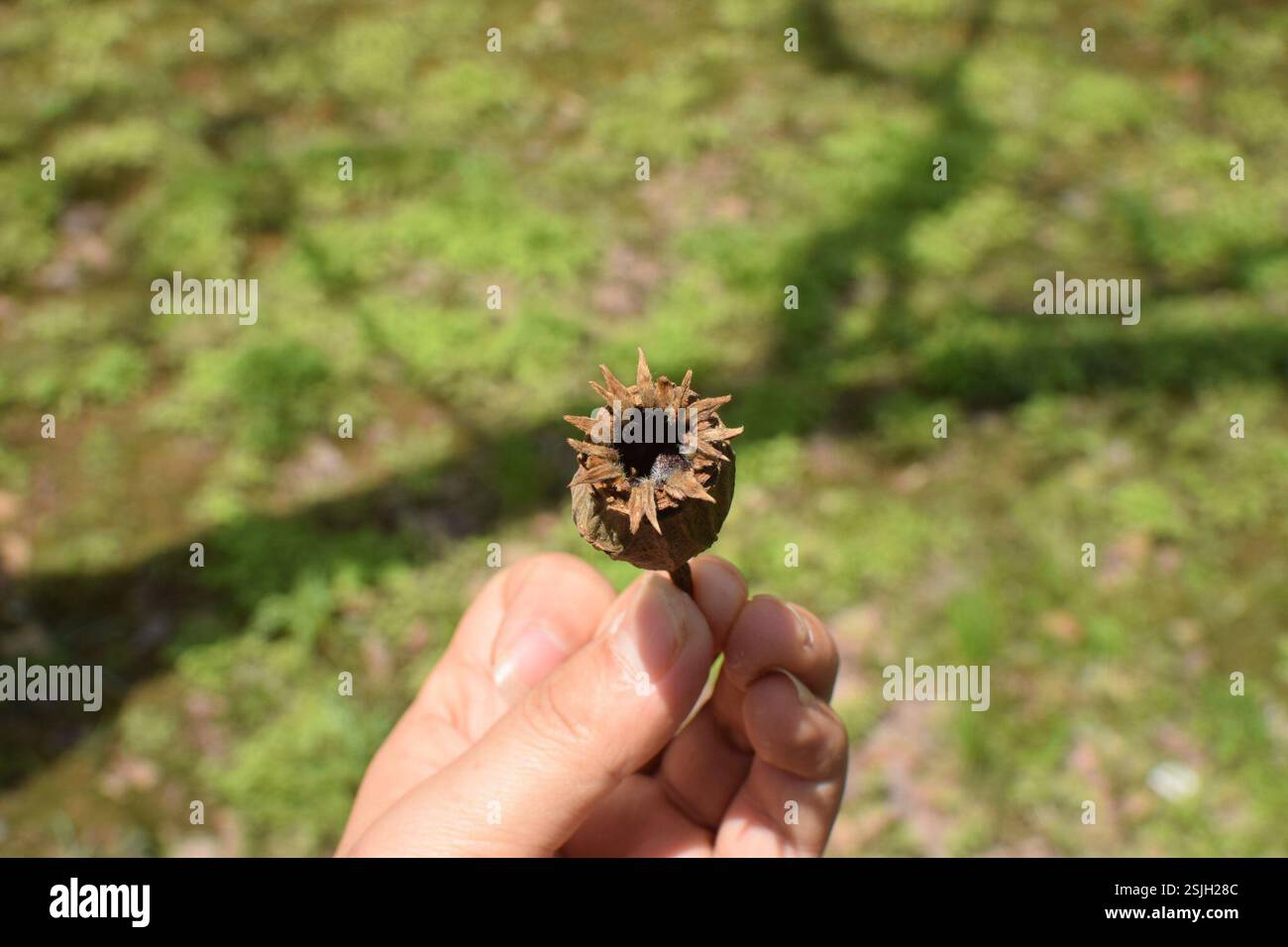 Arbuste doux chinois (Calycanthus chinensis), Plantae, 中国浙江省杭州市西湖区 Banque D'Images