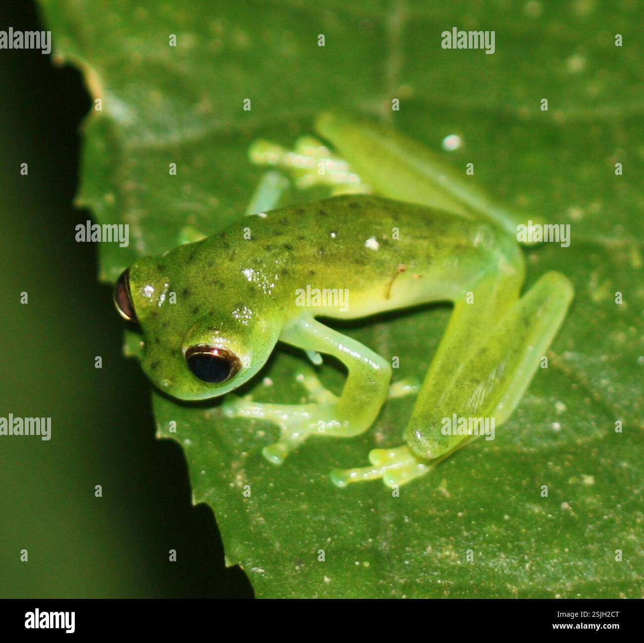 Grenouille en verre émeraude (Espadarana prosoblepon), amphibie, Sarapiquí, CR-HE, CR Banque D'Images