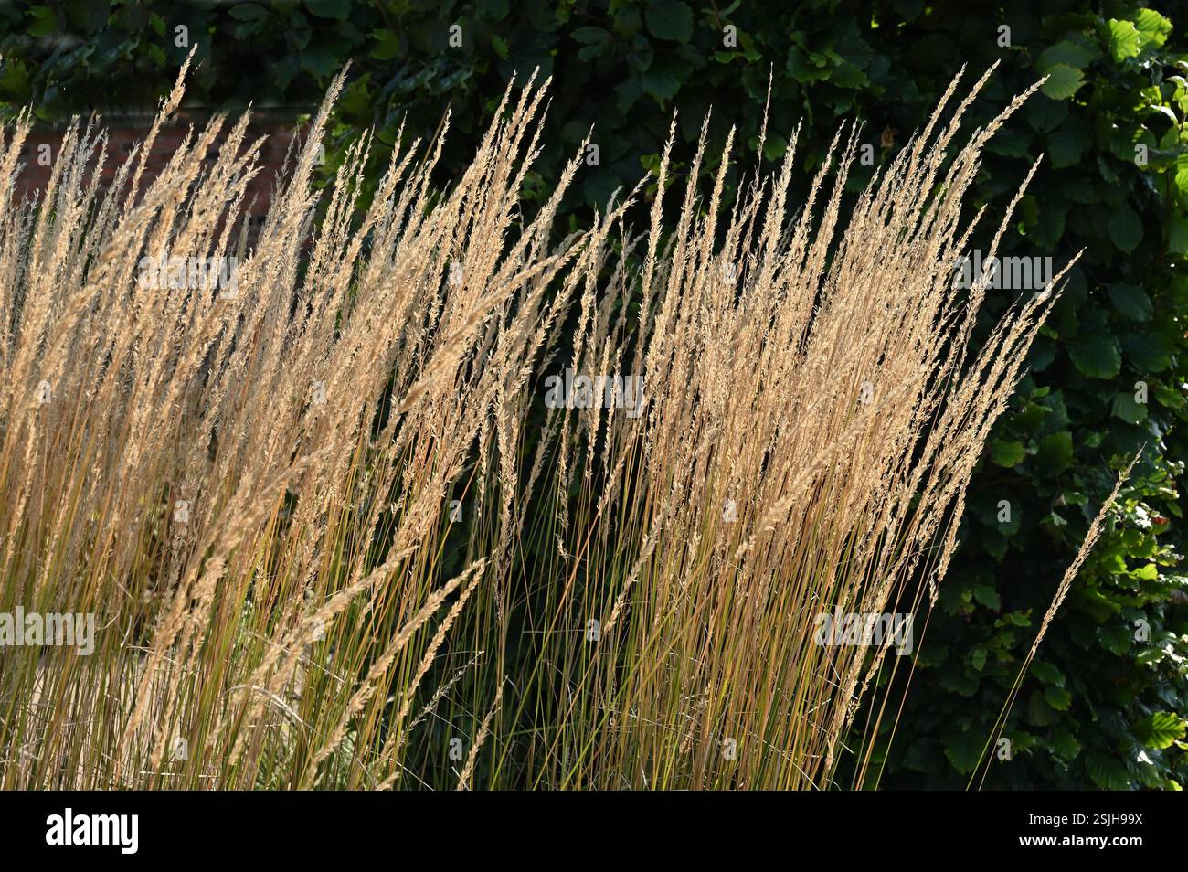 Têtes de graines d'automne dorées de l'herbe indienne, Sorghastrum nutans attrapant le soleil dans le jardin britannique septembre Banque D'Images