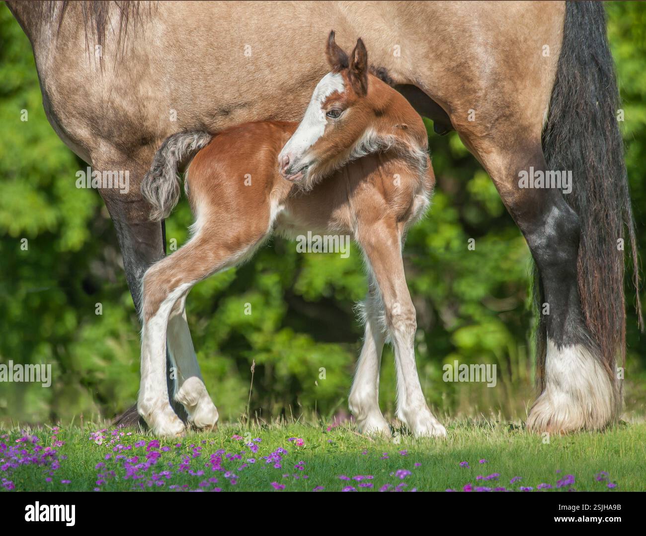 Clydesdale Draft Horse poulain stnds sous jument adulte Banque D'Images