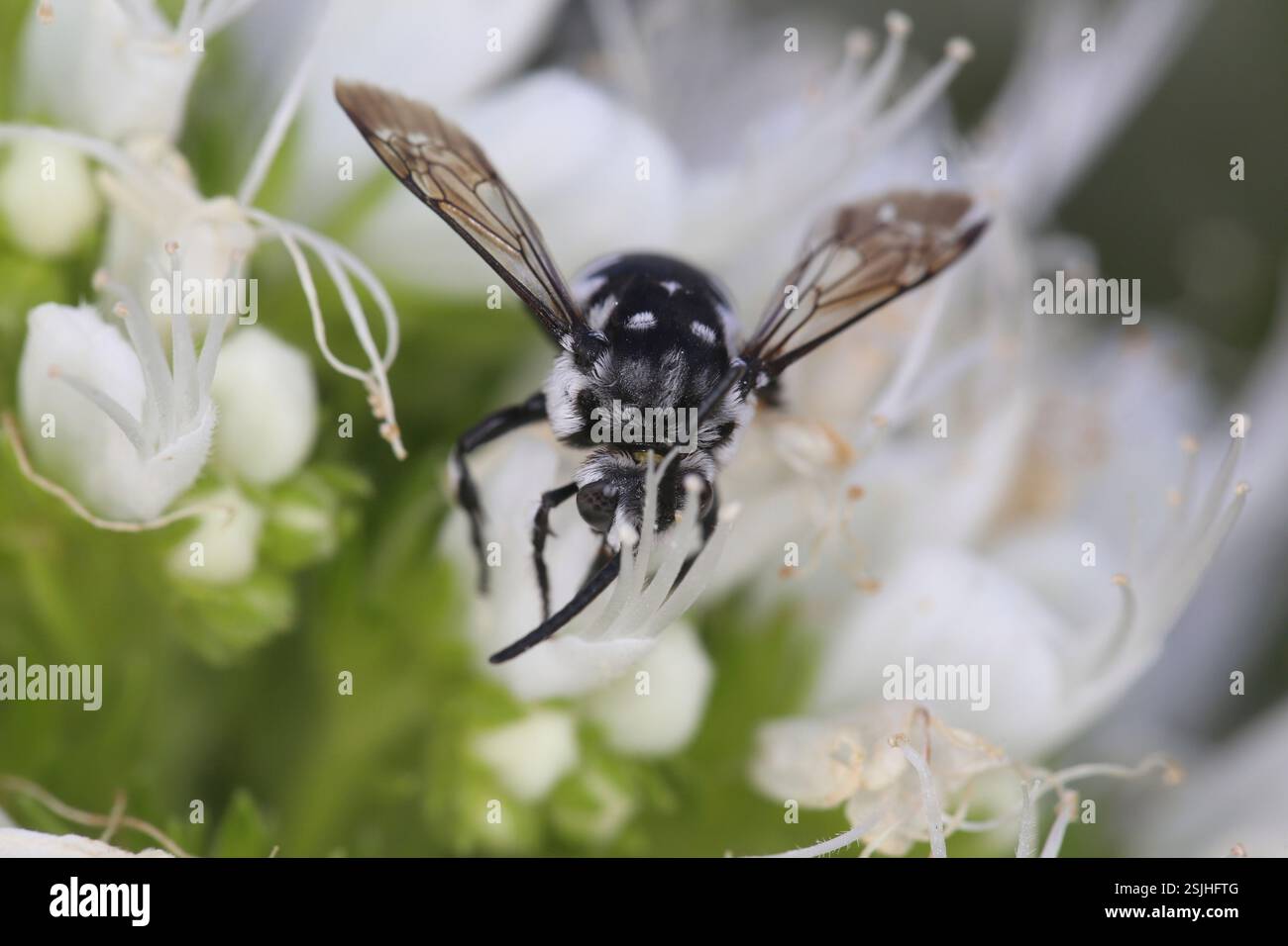 Coucou (Thyreus spec.) Sur la fleur du bugloss de la vipère géante (Echium giganteum) Banque D'Images