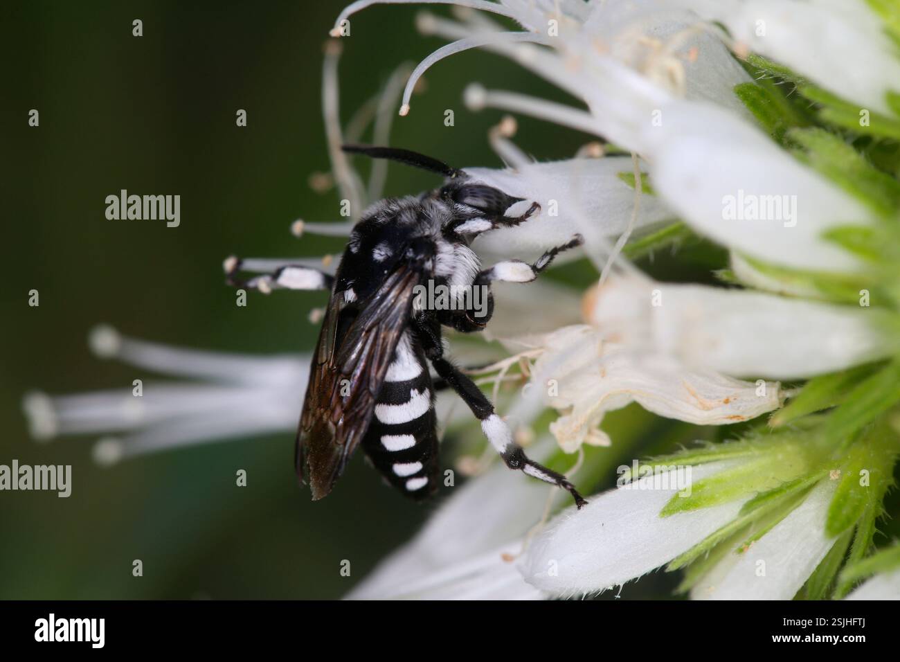 Coucou (Thyreus spec.) Sur la fleur du bugloss de la vipère géante (Echium giganteum) Banque D'Images