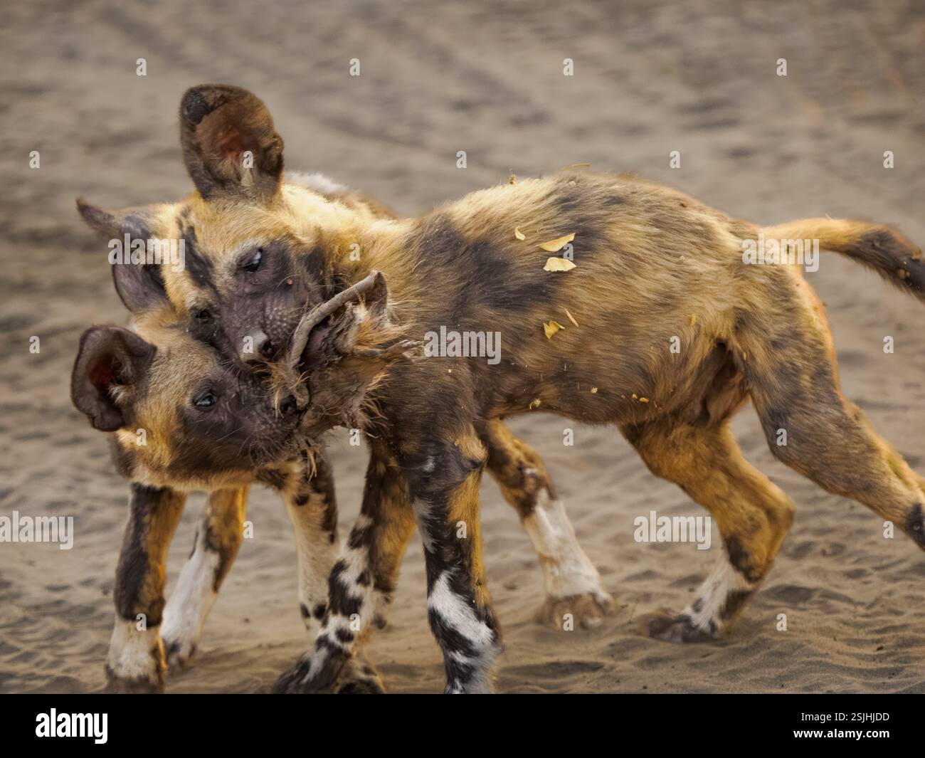 African Wild Dog (Lycaon pictus), deux chiots se battent pour une ferraille Banque D'Images