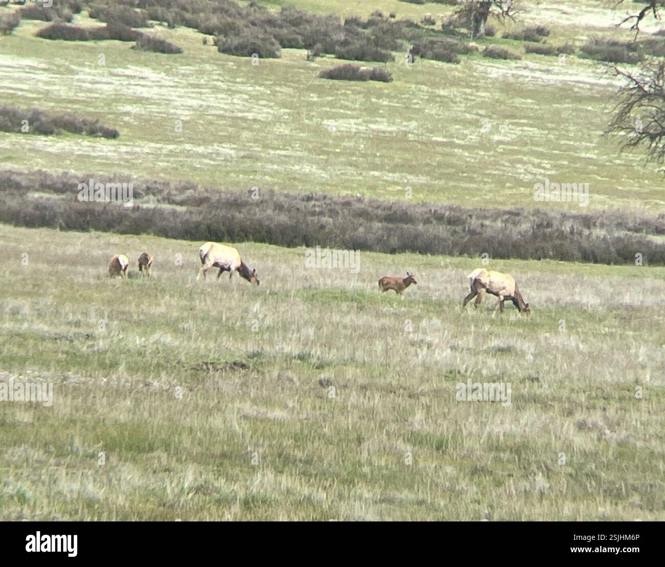 Wapiti (Cervus canadensis), Mammalia, Fort Hunter Liggett, King City, CA, ÉTATS-UNIS Banque D'Images
