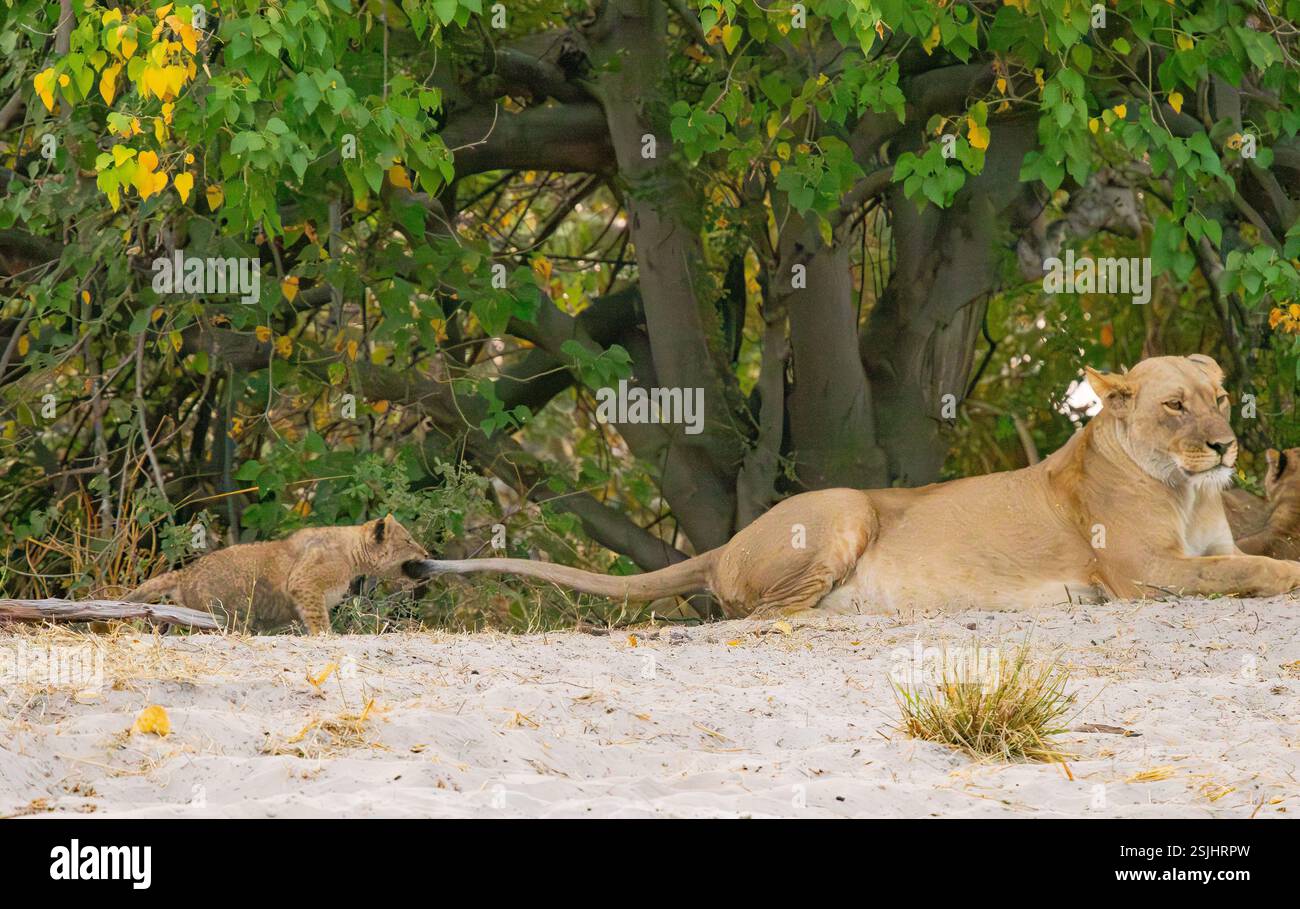 Petit lion africain (Panthera leo) tirant la queue des mères Banque D'Images