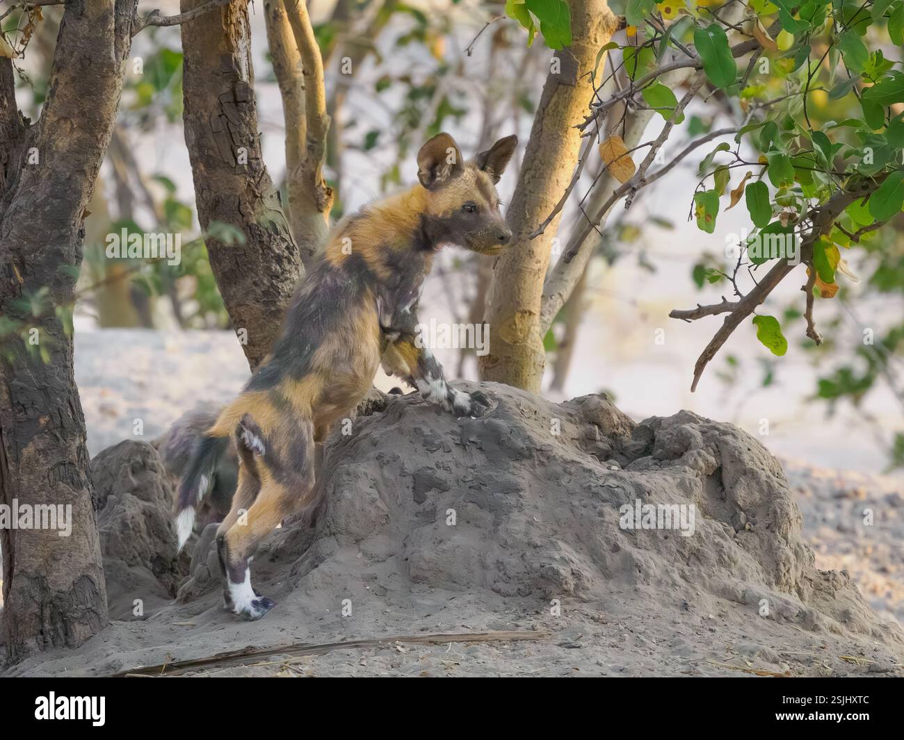 Chien sauvage africain (Lycaon pictus) saute vers le bas d'un vieux monticule de termites Banque D'Images