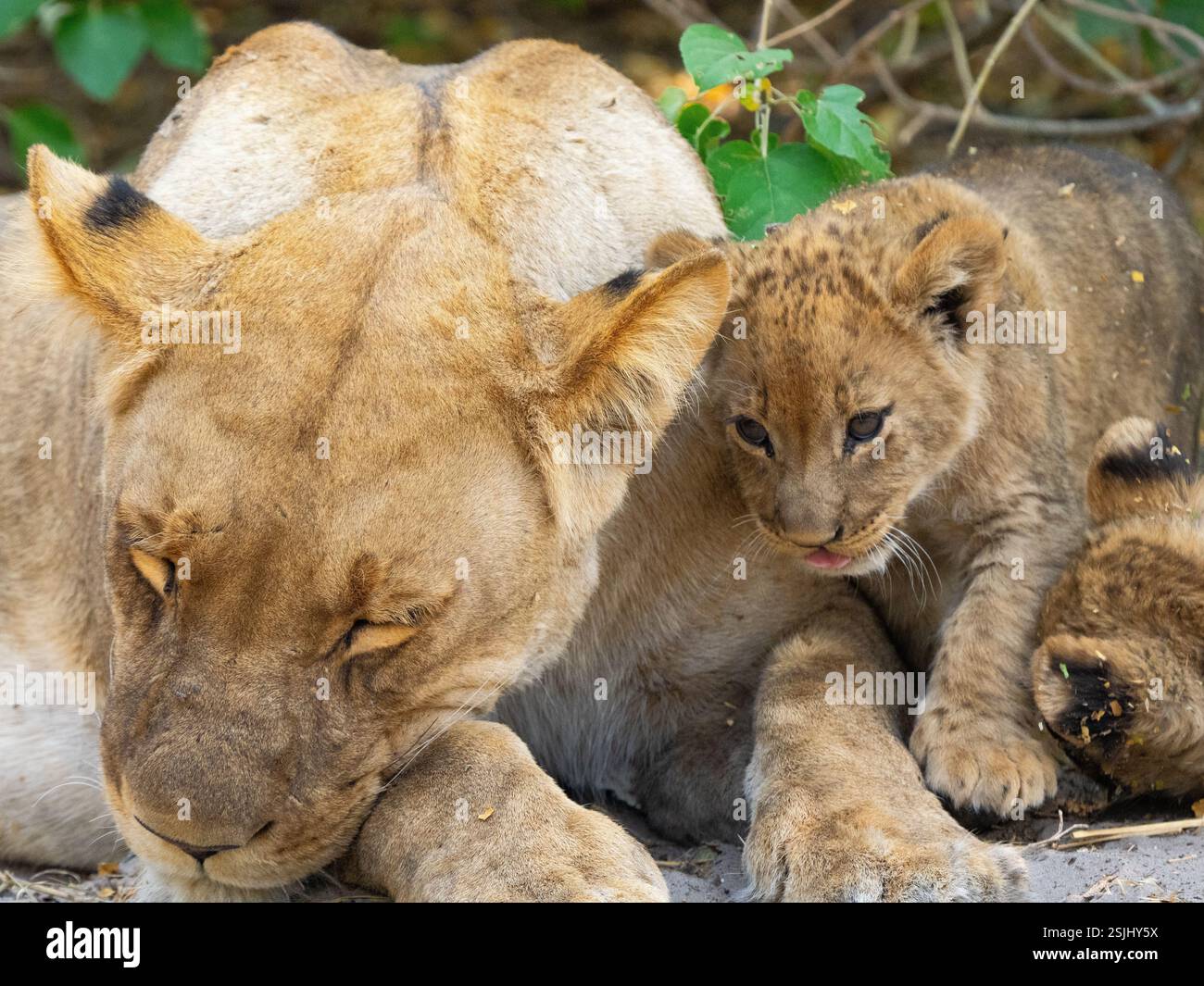 Lion africain (Panthera leo) petit Snugg;es jusqu'à maman et frères et sœurs Banque D'Images