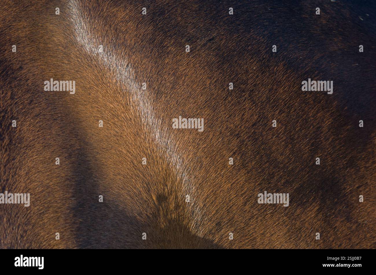 Détail à la hanche d'un manteau de cheval de couleur baie adulte Banque D'Images