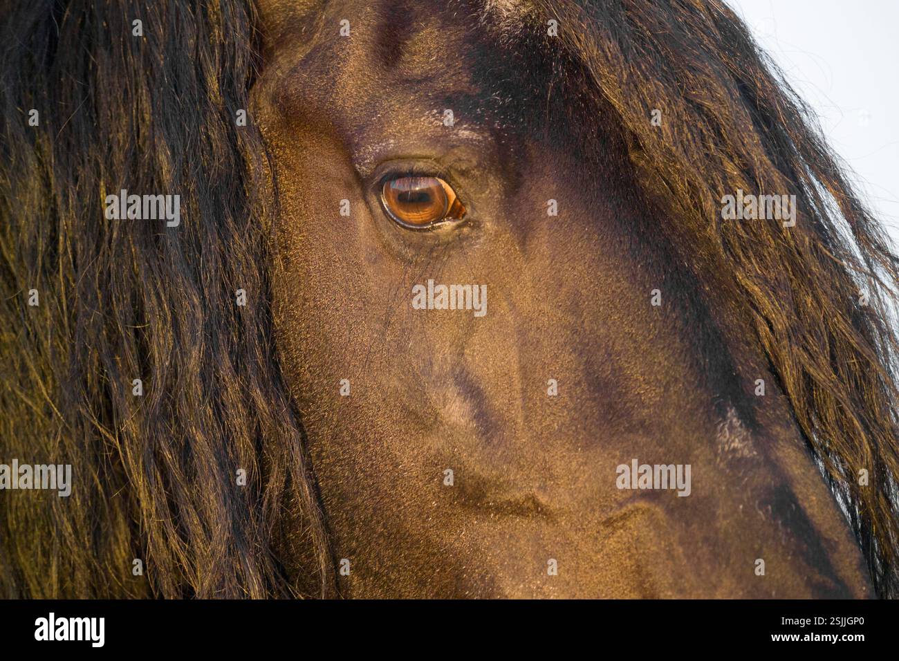 Détail yeux de cheval frisonne pour adulte Banque D'Images