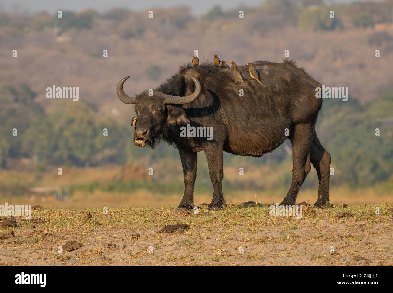 Cape Buffalo (Syncerus caffer caffer) avec des pickers de boeuf sur le dos Banque D'Images