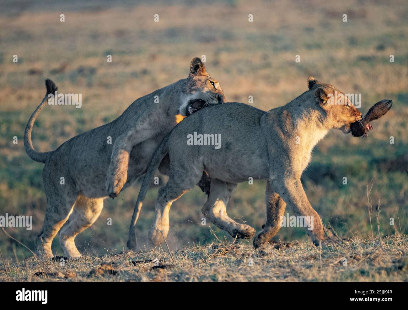 Petits Lion (Panthera leo) sous-adultes jouant Banque D'Images