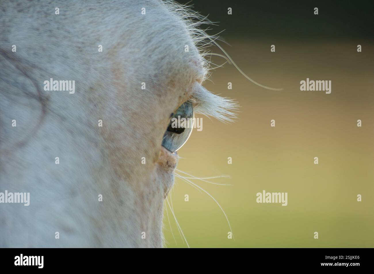 Détail sur l'oeil de cheval adulte avec des cils blancs et un animal adulte bleu cristal Banque D'Images