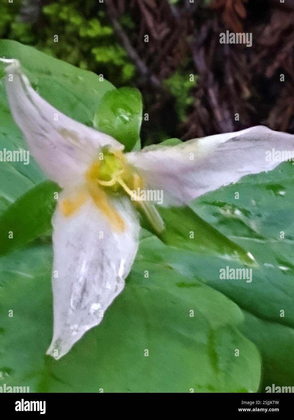 Trillium du Pacifique (Trillium ovatum), Plantae, Armstrong Redwoods State Reserve, Sonoma County, US-CA, US Banque D'Images
