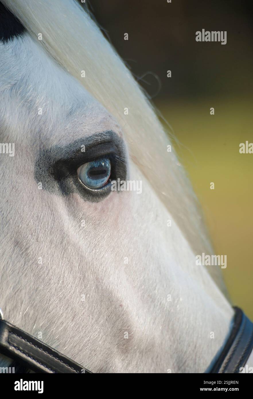 Gros plan oeil de cristal de jument de cheval femelle Gypsy Vanner adulte avec lichen Banque D'Images