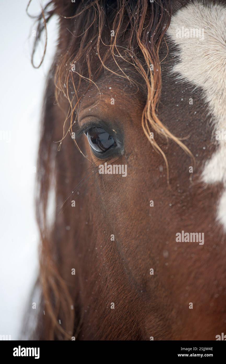 Détail de l'œil et du visage de cheval mâle adulte American Quarter avec des flocons de neige Banque D'Images