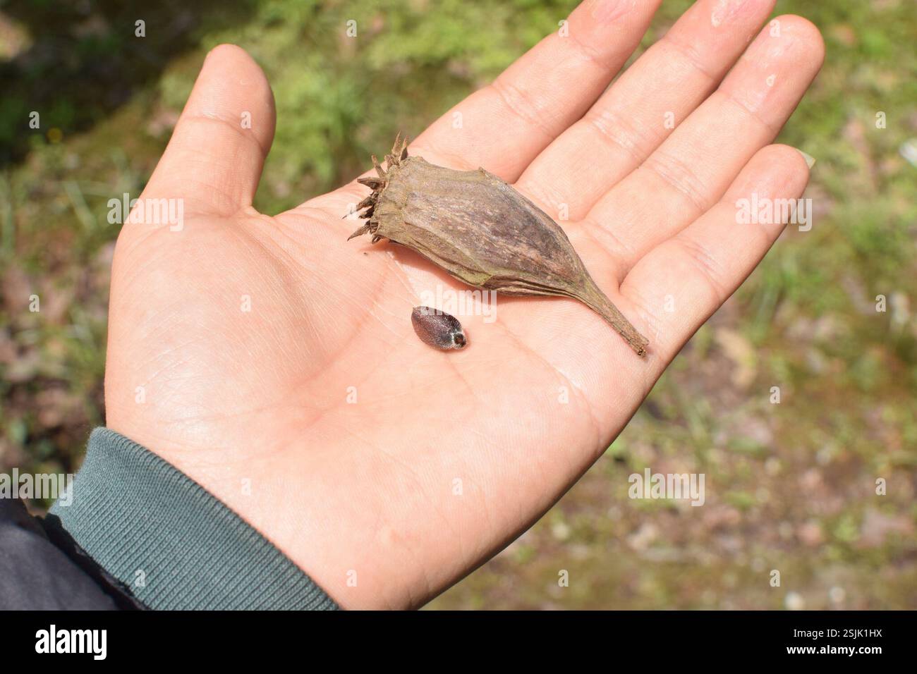 Arbuste doux chinois (Calycanthus chinensis), Plantae, 中国浙江省杭州市西湖区 Banque D'Images