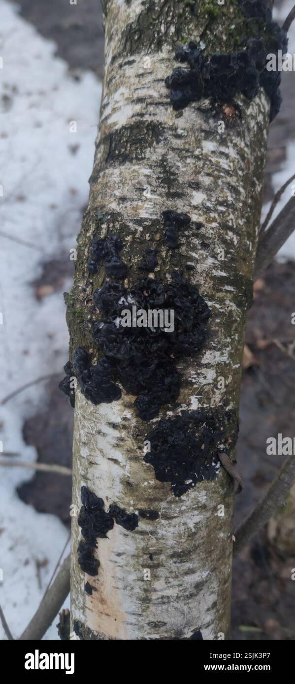 Beurre de Warlock (Exidia nigricans), champignons, Москва, Россия, 119571 Banque D'Images