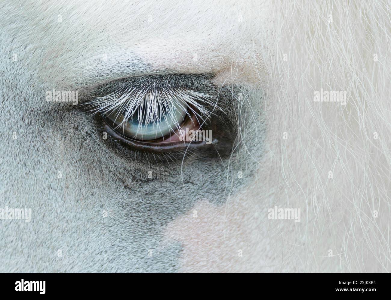 Détail de l'oeil bleu cristal de l'étalon adulte Gypsy Vanner Horse mâle Banque D'Images