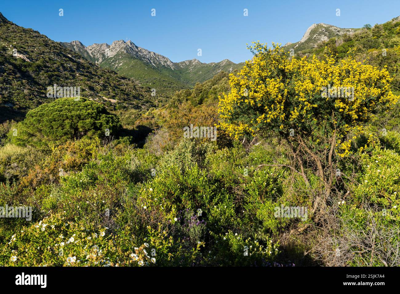 Sentier de randonnée à Monte Capanne, île d'Elbe, Toscane, Italie Banque D'Images