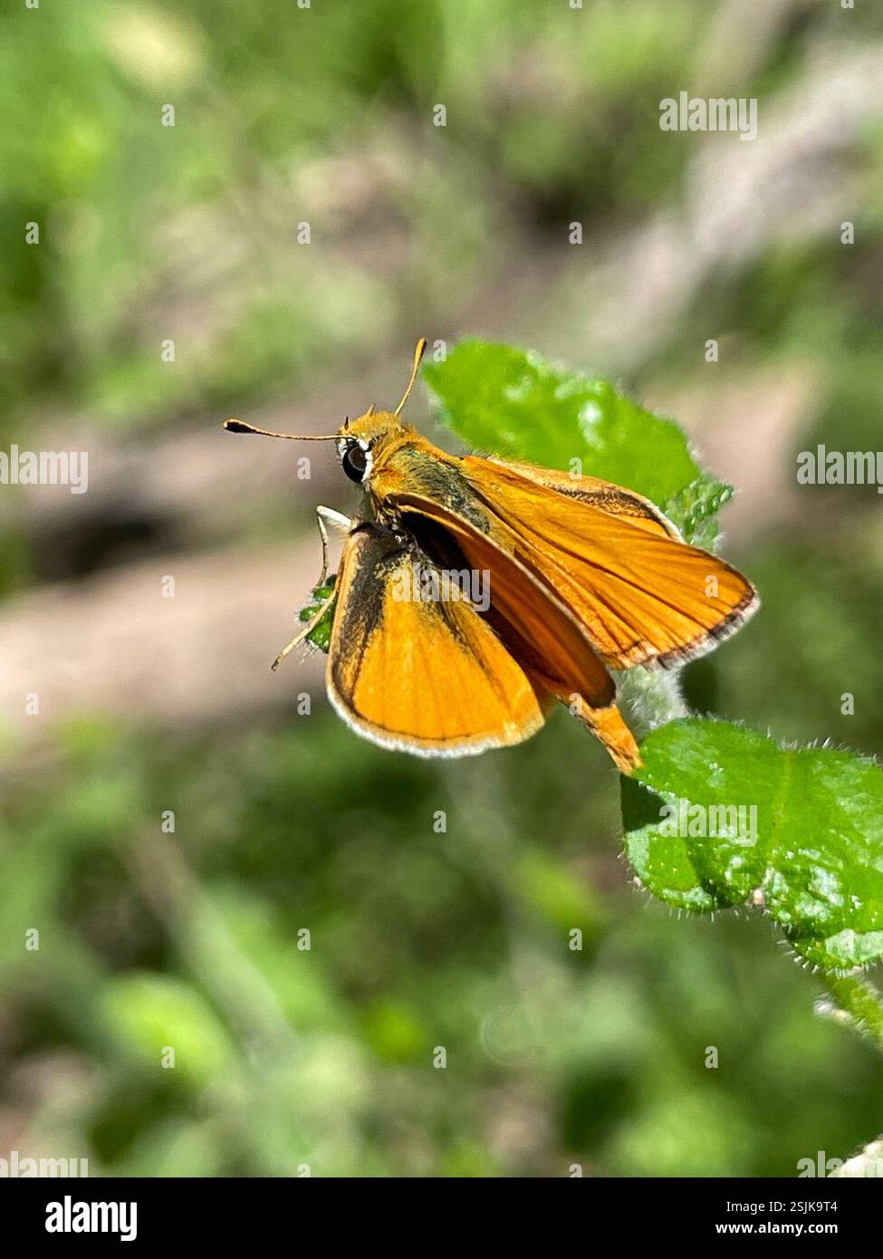 Orange Skipperling (Oarisma aurantiaca), Insecta, Panther Canyon Trail, New Braunfels, TX, ÉTATS-UNIS Banque D'Images