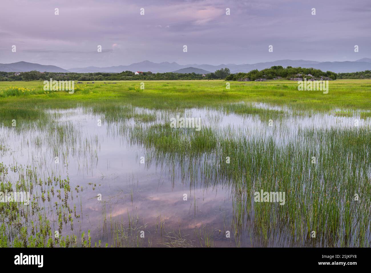 Prairies humides près de Niksic, Monténégro Banque D'Images