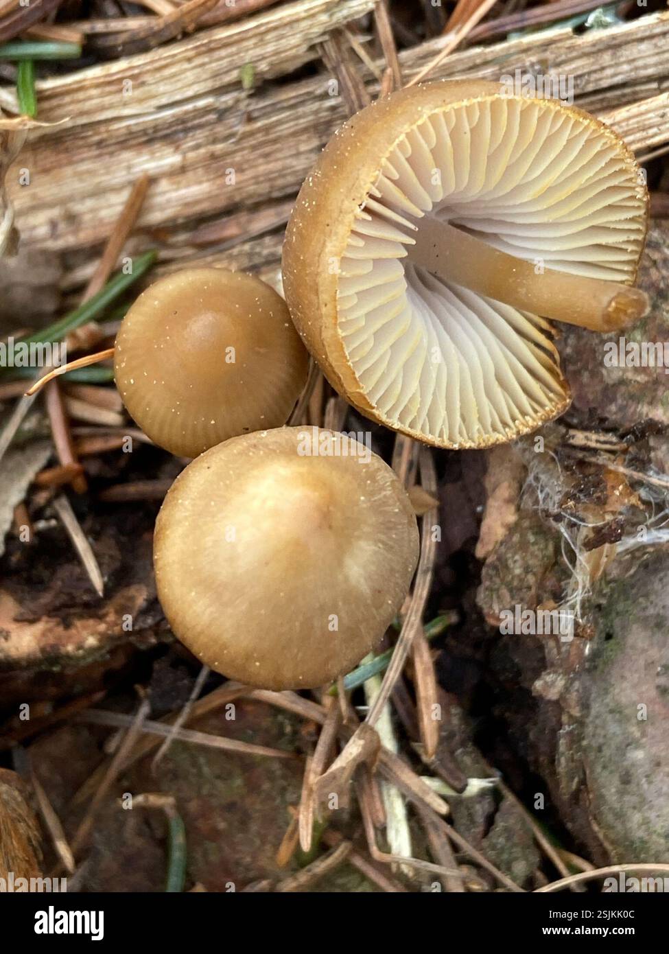 Tête de Sprucecone (Strobilurus esculentus), champignons, Auerbach, Zwickau, Saxe, DE Banque D'Images