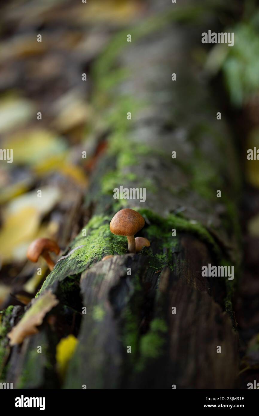 Gros plan de minuscules champignons poussant sur un tronc d'arbre moussue, automne, Finlande Banque D'Images