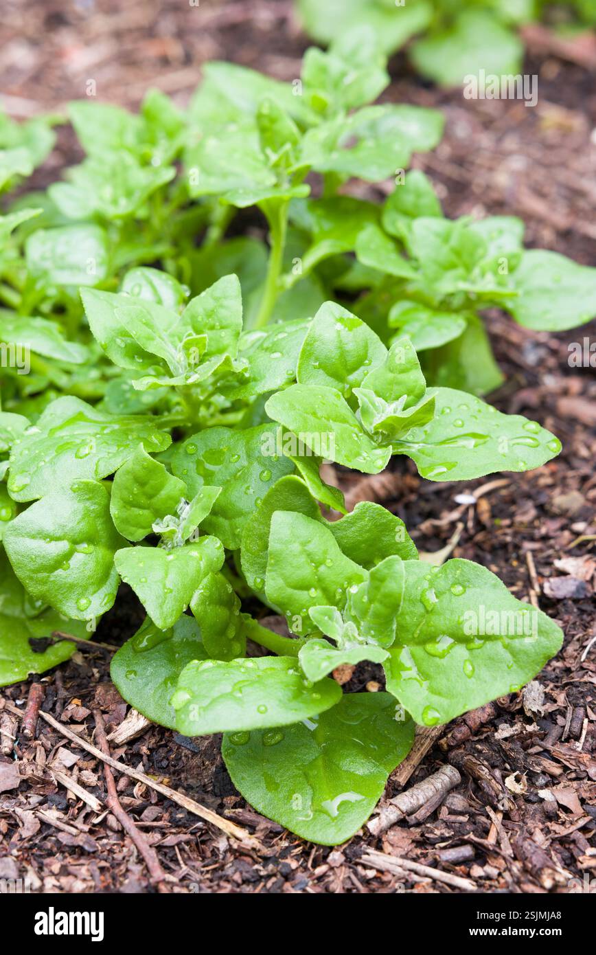 Plante d'épinard de Nouvelle-Zélande (Tetragonia tetragonioides) poussant dans un jardin, Royaume-Uni Banque D'Images