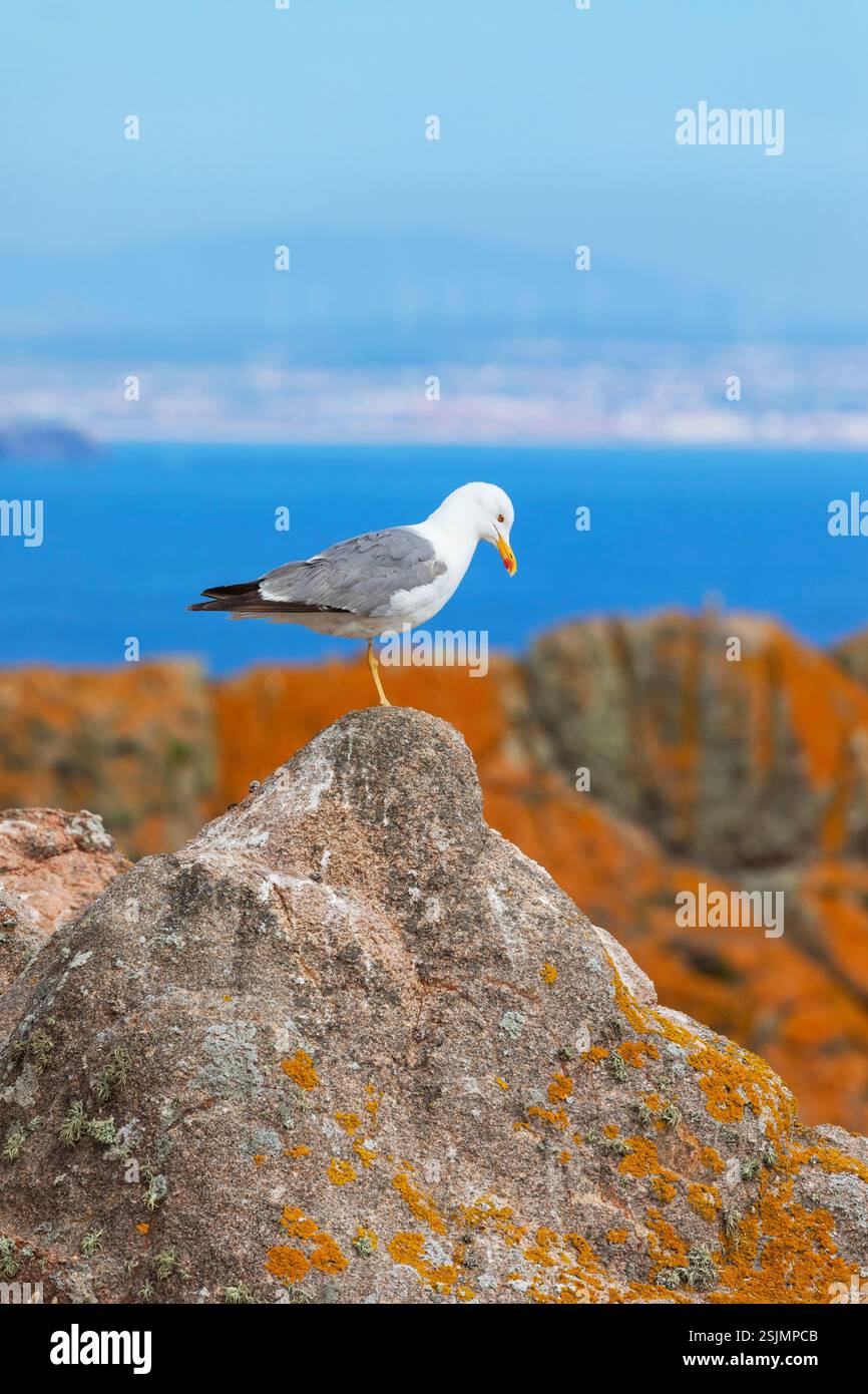 Goéland à pattes jaunes (Larus michahellis), Berlenga Grande Island, Portugal Banque D'Images